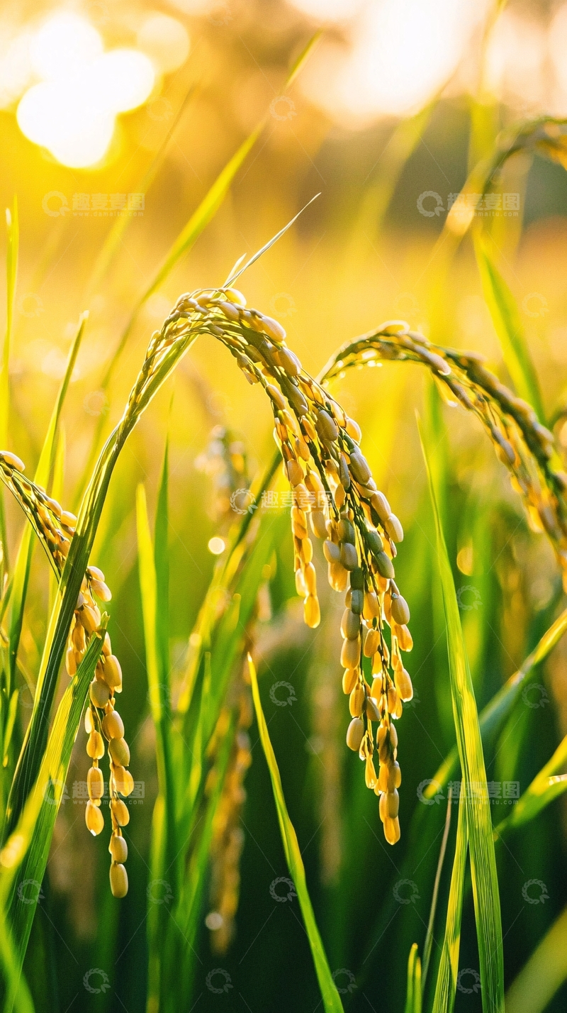 高清大图下载【趣麦麦图】金黄稻穗夕阳下的稻田
