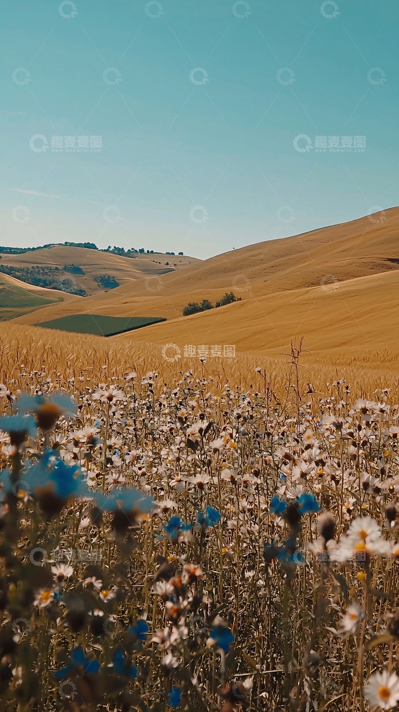 高清大图下载【趣麦麦图】金色麦田野花盛开