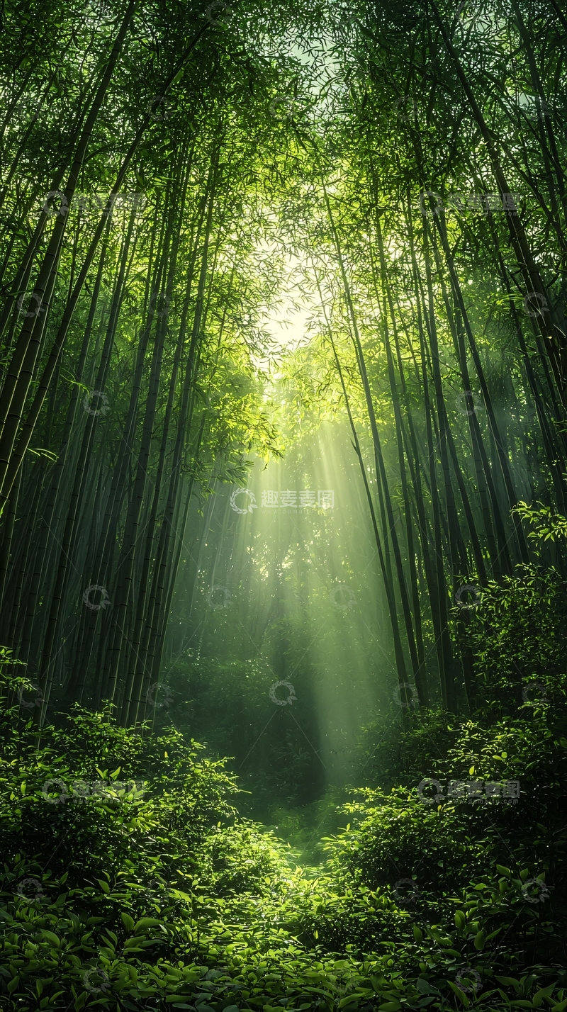 高清大图下载【趣麦麦图】阳光穿透竹林的光辉