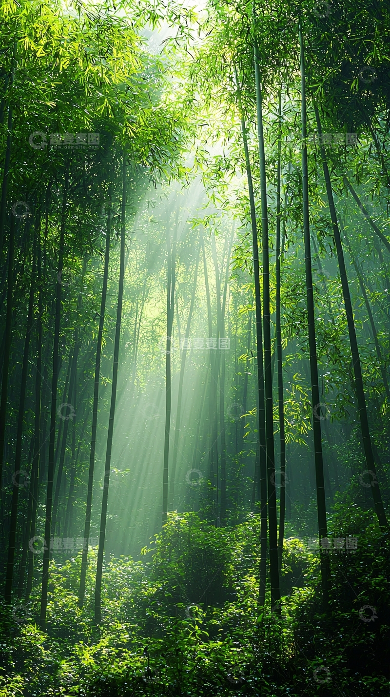 高清大图下载【趣麦麦图】竹林阳光穿透