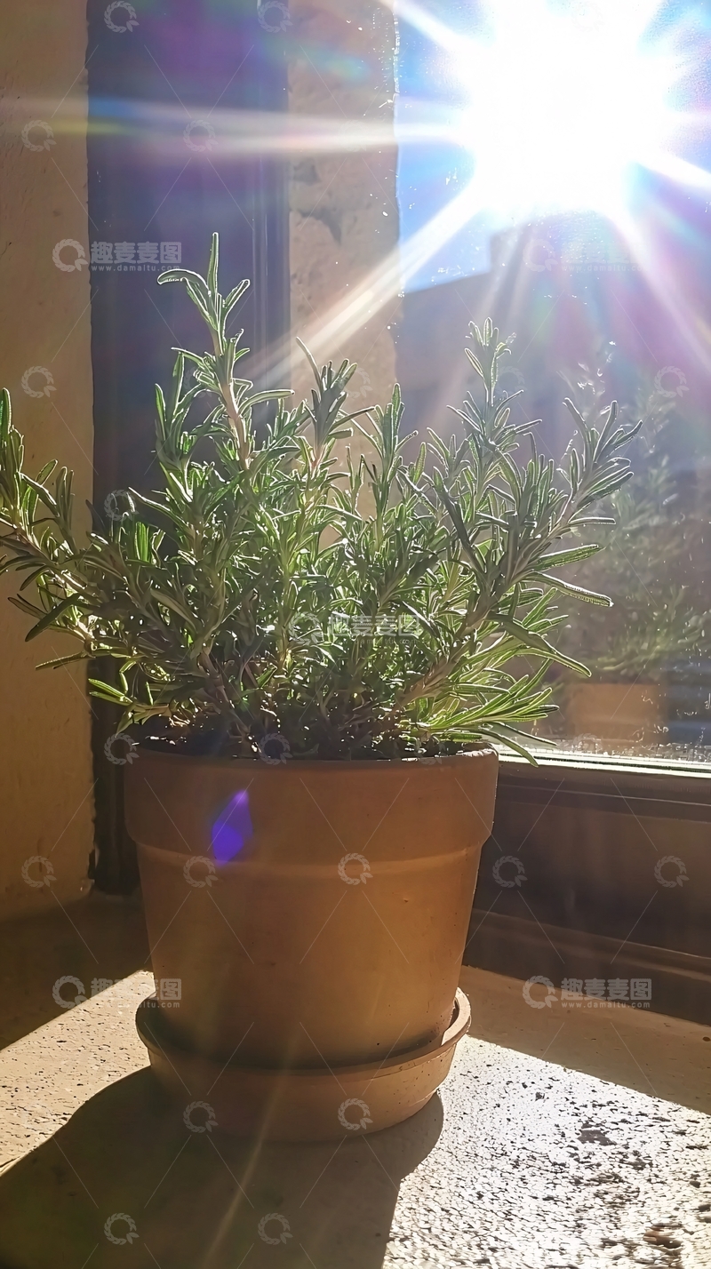 高清大图下载【趣麦麦图】阳光下的盆栽迷迭香