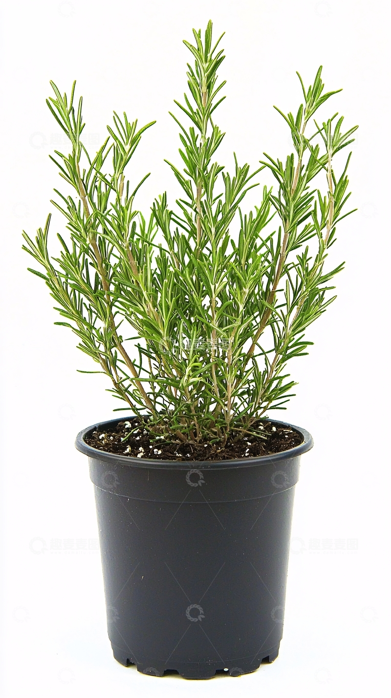 高清大图下载【趣麦麦图】盆栽迷迭香