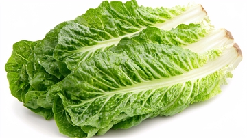 新鲜翠绿生菜图片