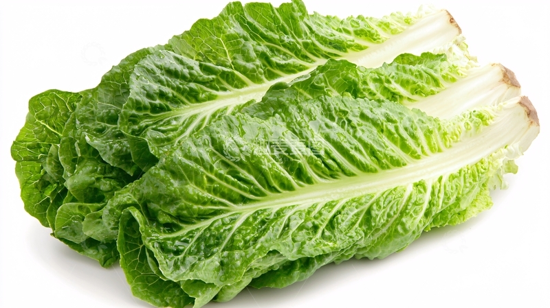 高清大图下载【趣麦麦图】新鲜翠绿生菜图片