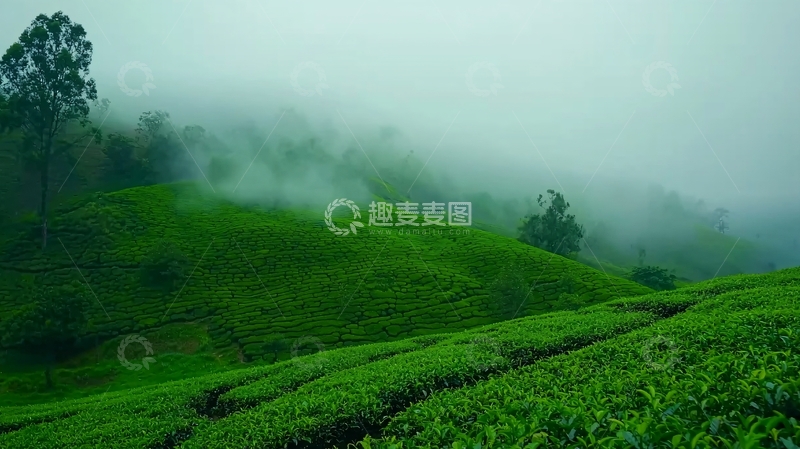 高清大图下载【趣麦麦图】雾气缭绕的翠绿茶园