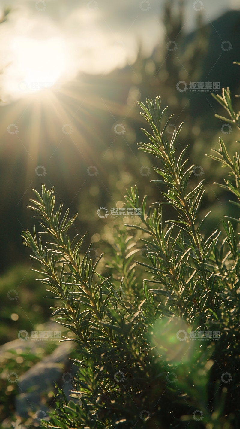 高清大图下载【趣麦麦图】阳光洒在迷迭香上