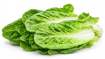 新鲜翠绿的罗马生菜