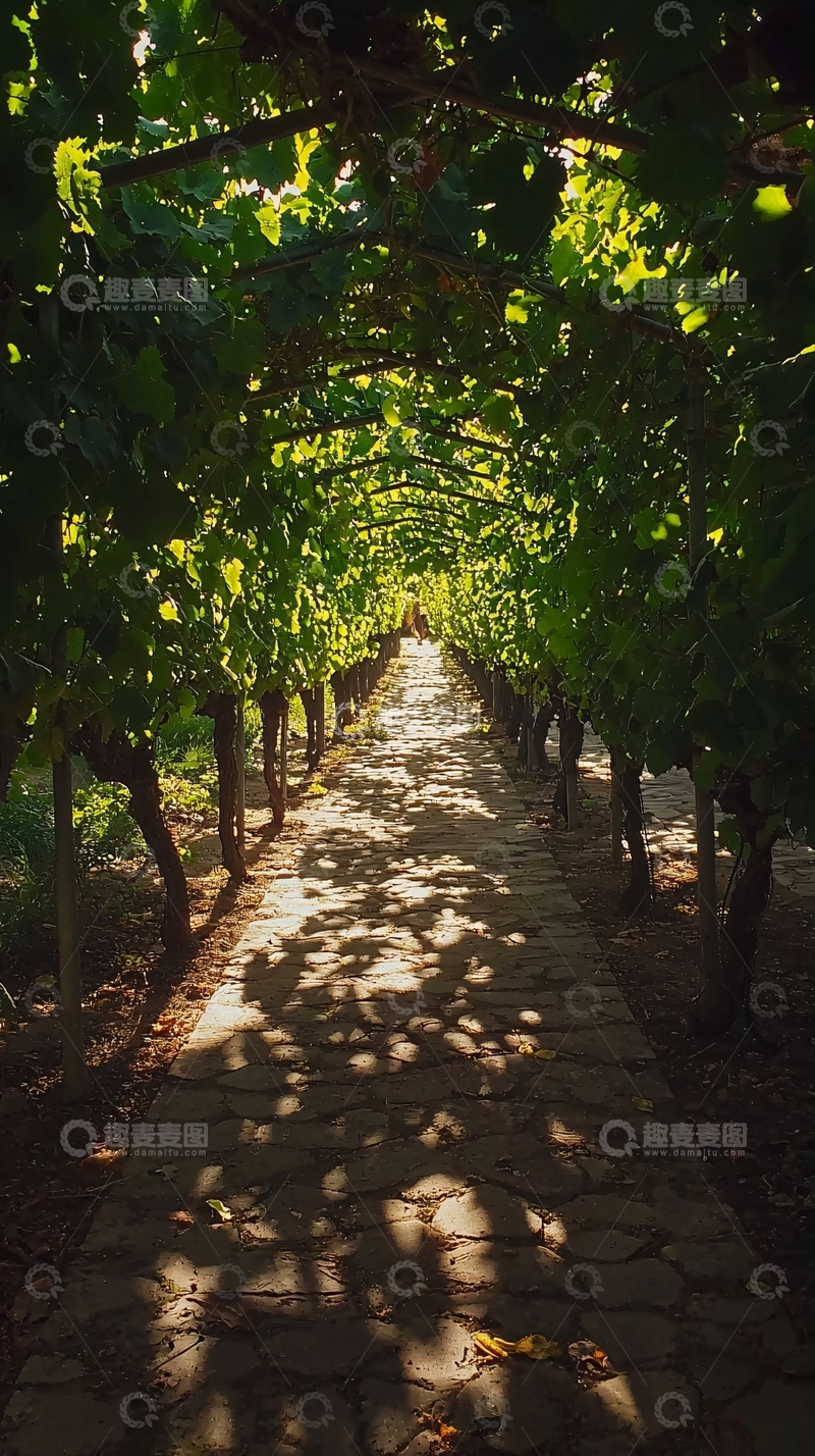 高清大图下载【趣麦麦图】阳光透过葡萄藤