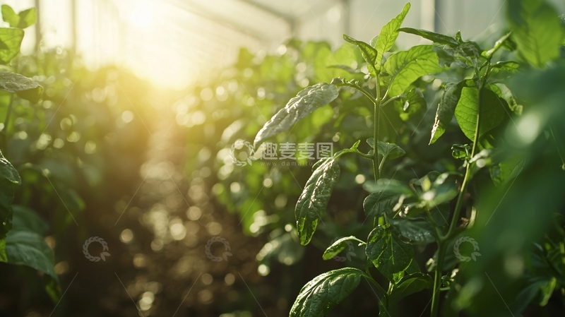 高清大图下载【趣麦麦图】阳光下温室里的绿色植物