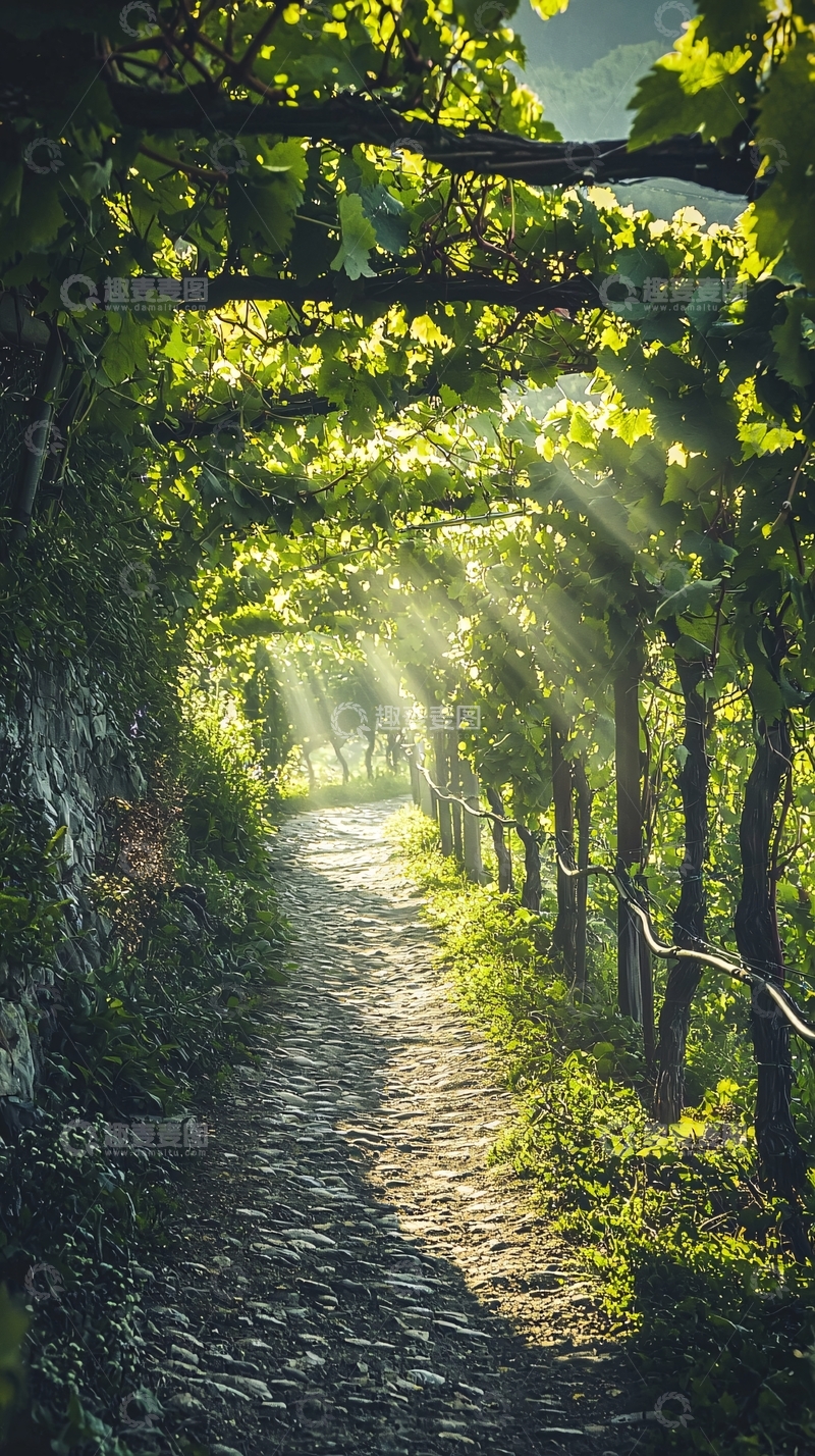 高清大图下载【趣麦麦图】阳光洒在葡萄藤下的石子路