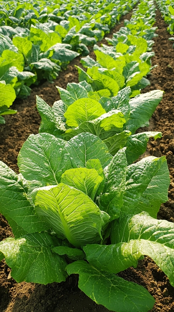 绿色蔬菜大棚种植