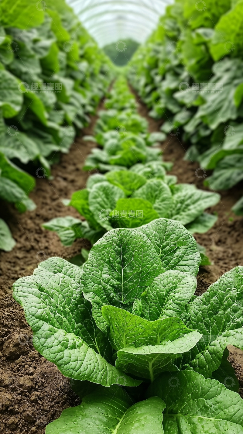 高清大图下载【趣麦麦图】绿色蔬菜大棚种植