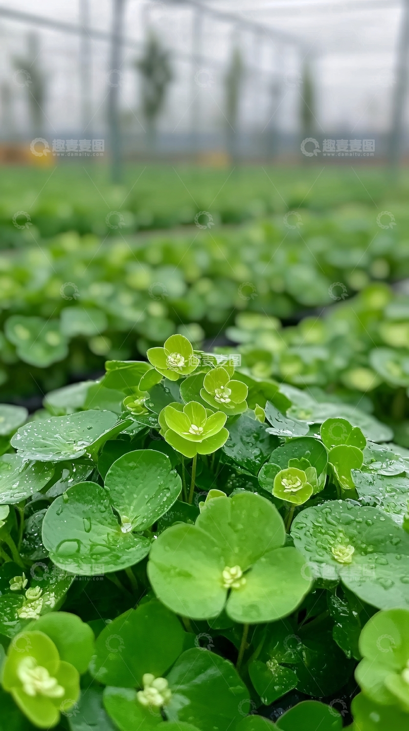 高清大图下载【趣麦麦图】绿植盆栽