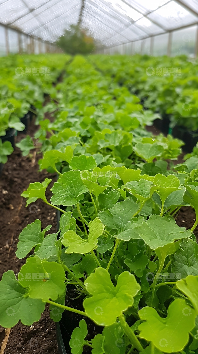 高清大图下载【趣麦麦图】温室里种植的绿色植物
