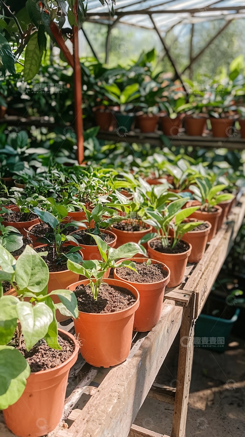 高清大图下载【趣麦麦图】阳光下花房里的盆栽植物
