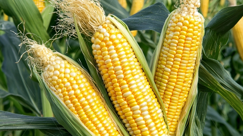 高清大图下载【趣麦麦图】成熟饱满的玉米棒