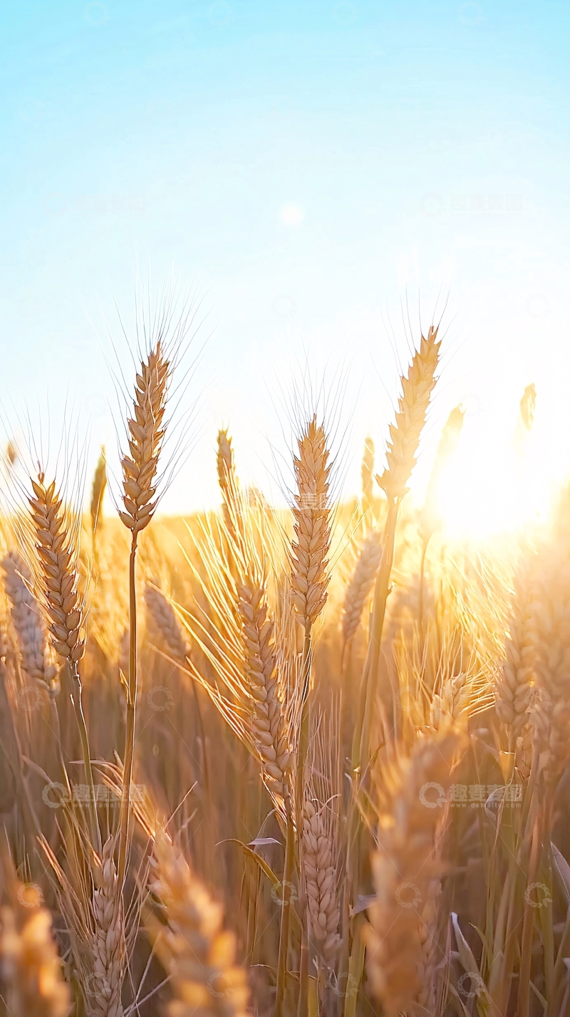 高清大图下载【趣麦麦图】金黄麦浪夕阳下