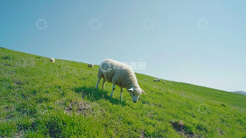 高清大图下载【趣麦麦图】青草地上的绵羊