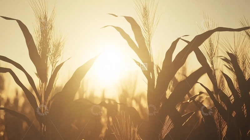 高清大图下载【趣麦麦图】夕阳下金色的玉米田