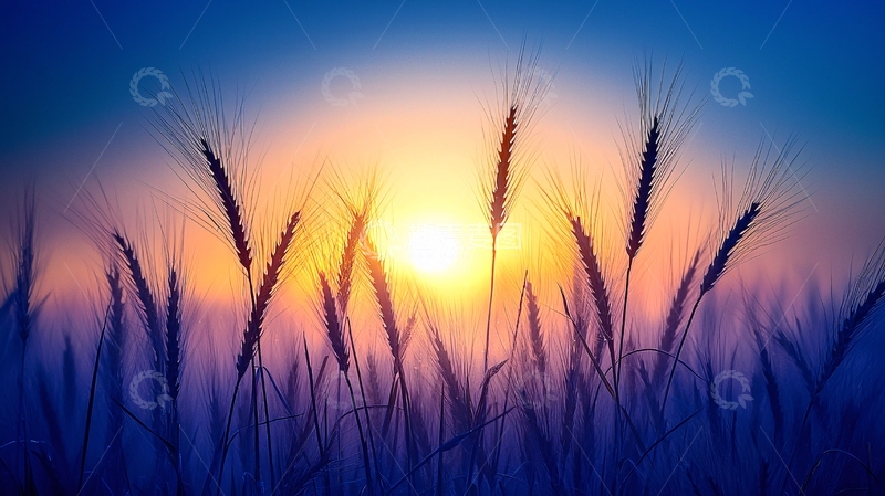 高清大图下载【趣麦麦图】麦田日落剪影