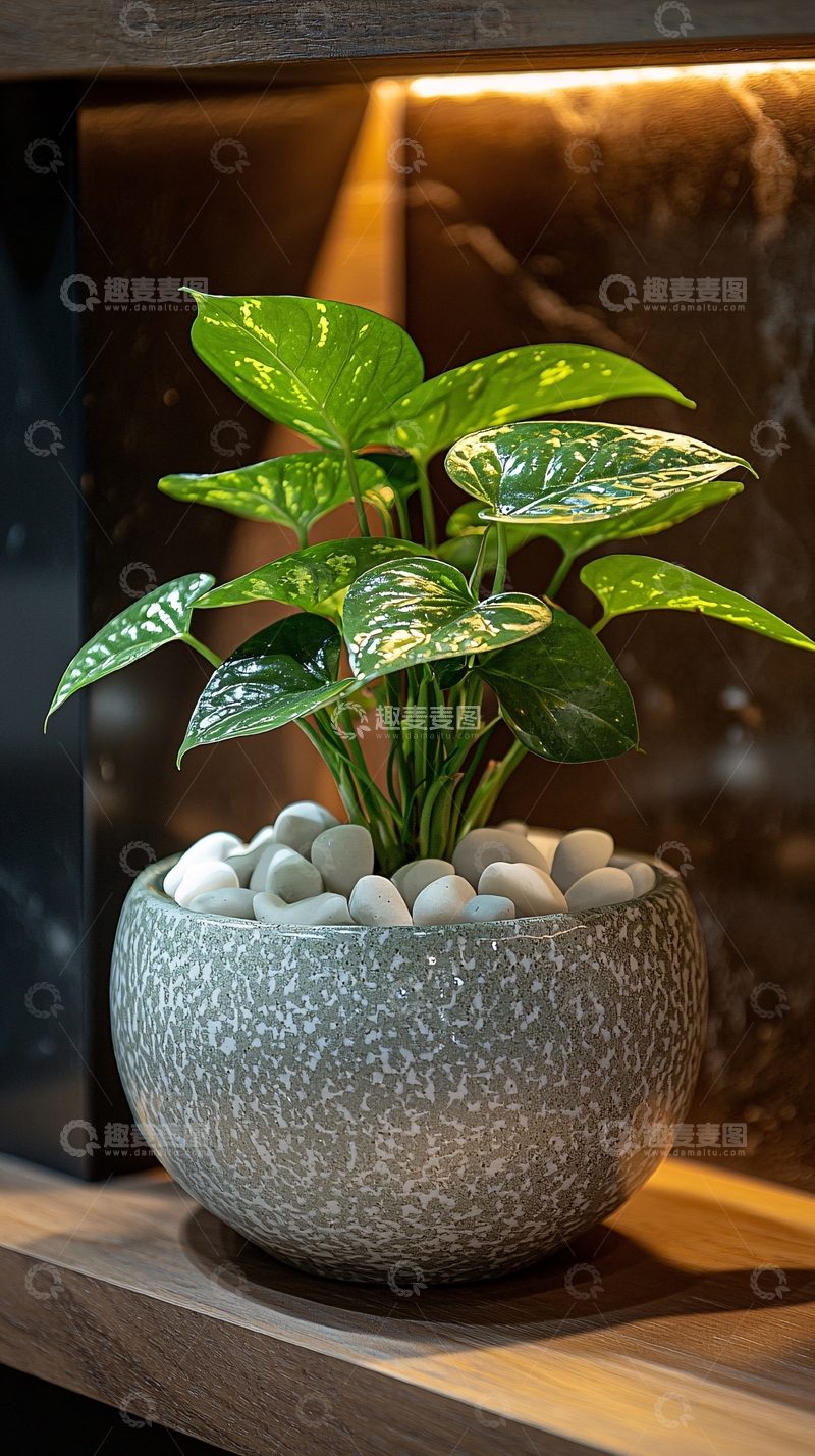 高清大图下载【趣麦麦图】绿萝盆栽和白色鹅卵石
