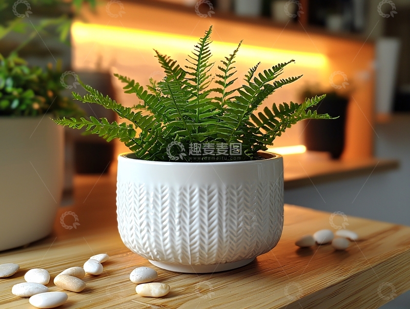 高清大图下载【趣麦麦图】蕨类植物在白色花盆