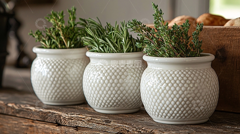 高清大图下载【趣麦麦图】白色花盆中生长的草本植物