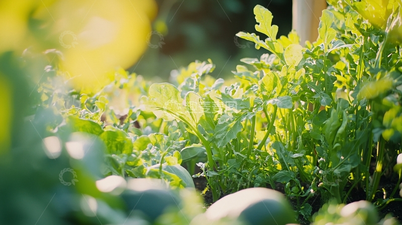 高清大图下载【趣麦麦图】阳光下的绿色植物