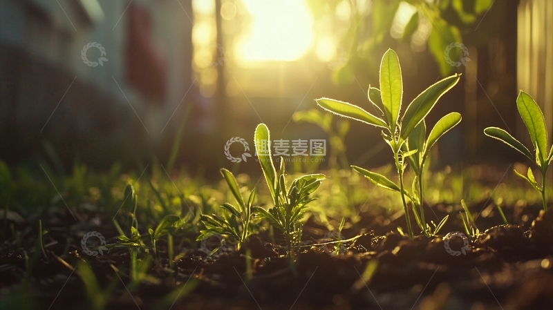 高清大图下载【趣麦麦图】夕阳下新生的嫩芽