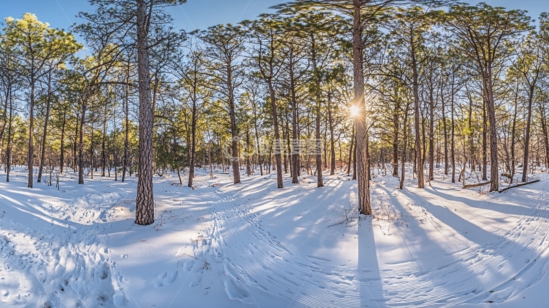 高清大图下载【趣麦麦图】阳光透过松树林的雪地