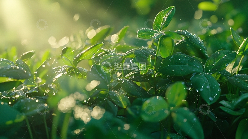 高清大图下载【趣麦麦图】清晨阳光下的绿叶