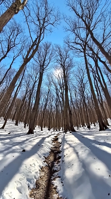冬日雪地树林小路