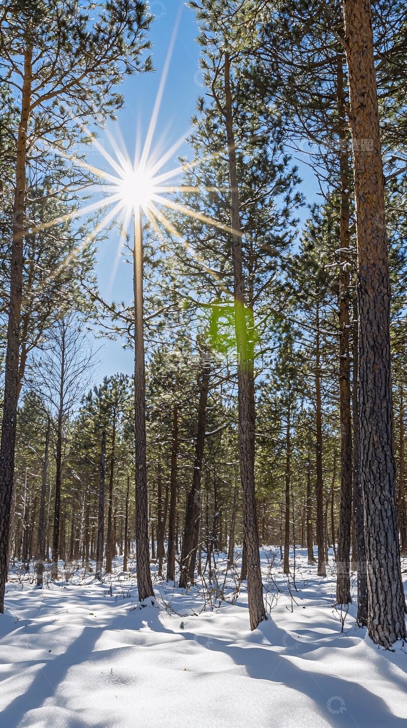 高清大图下载【趣麦麦图】阳光森林雪景
