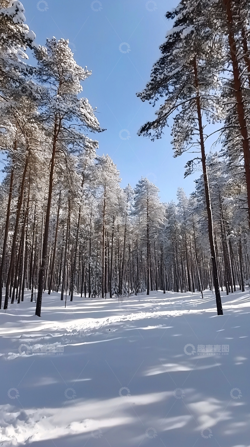 高清大图下载【趣麦麦图】雪地松林