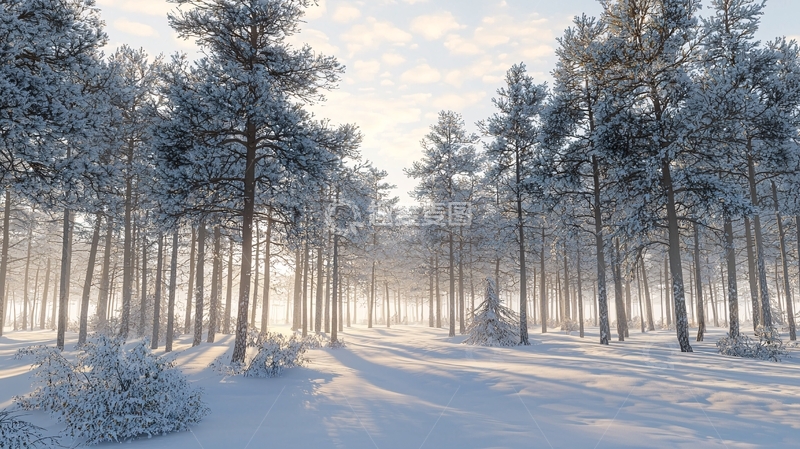 高清大图下载【趣麦麦图】阳光透过雪松林