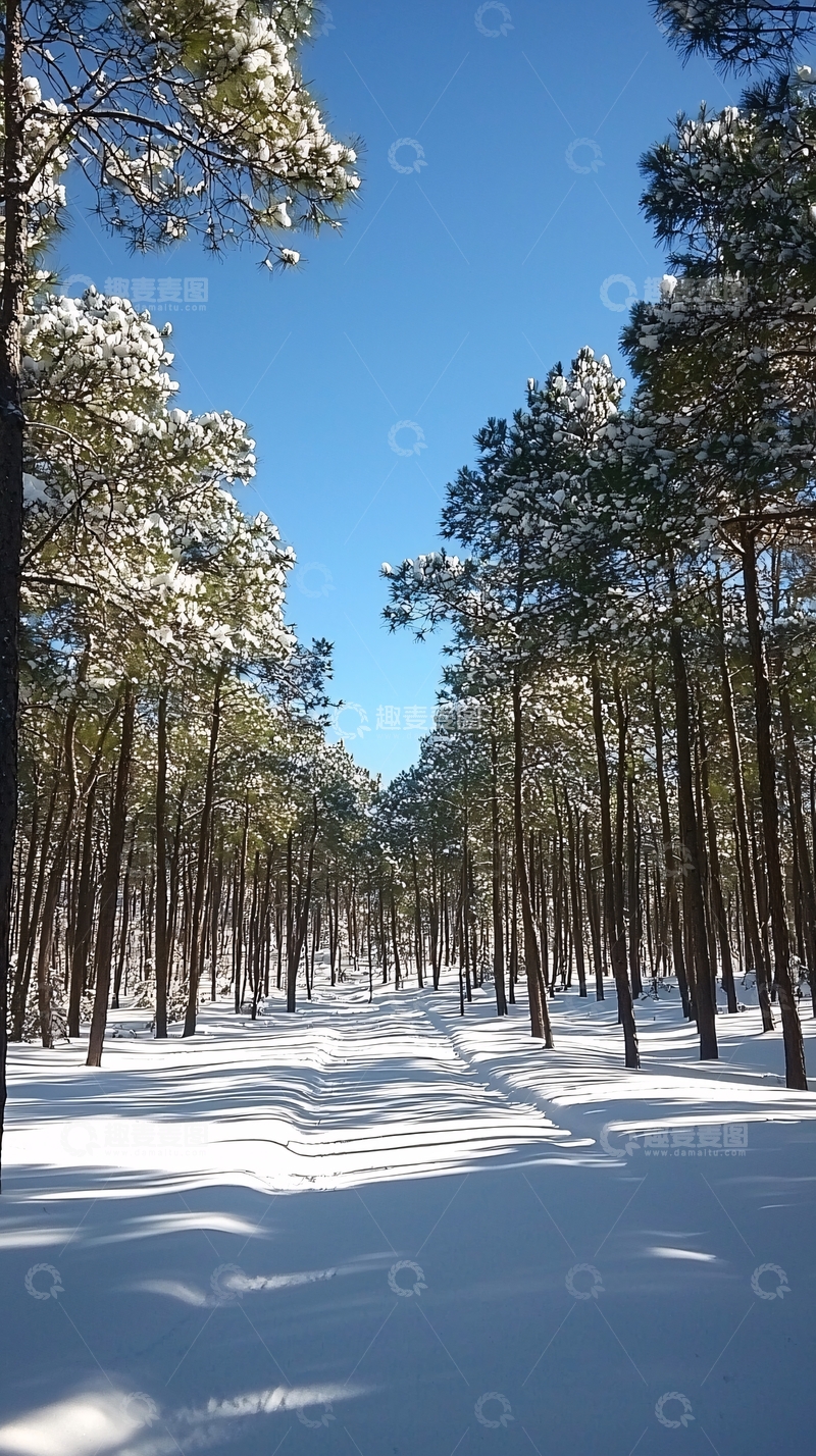 高清大图下载【趣麦麦图】雪后的松树林小路