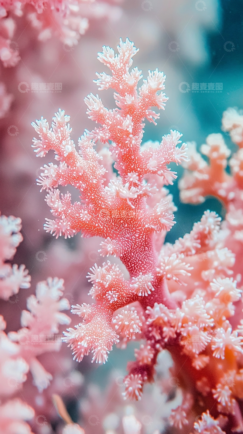 高清大图下载【趣麦麦图】粉红色珊瑚特写