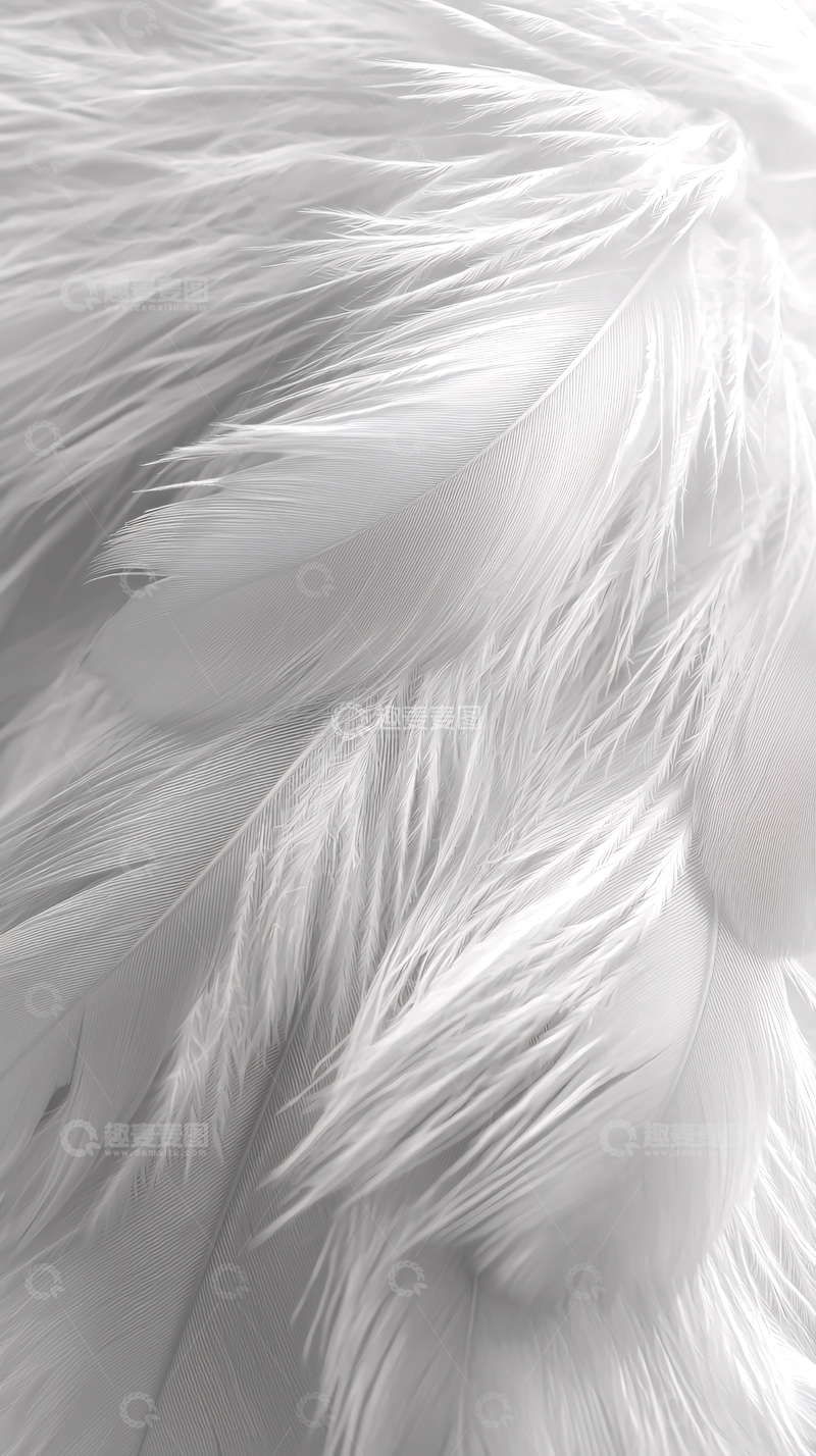 高清大图下载【趣麦麦图】纯白羽毛高清特写