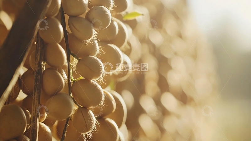 高清大图下载【趣麦麦图】阳光下晾晒的成串土豆
