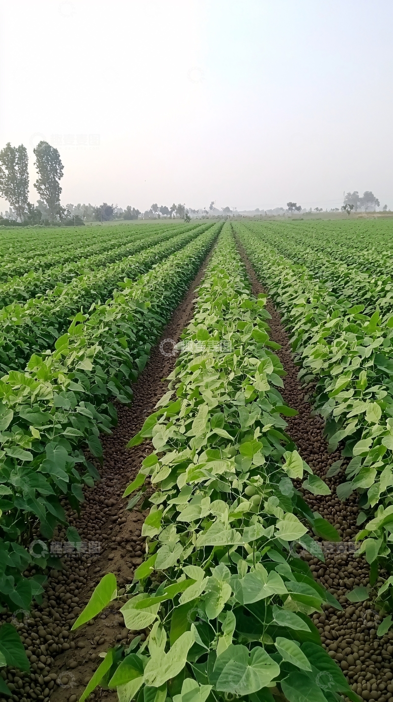 高清大图下载【趣麦麦图】绿色大豆田