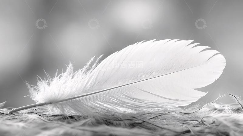 高清大图下载【趣麦麦图】黑白羽毛