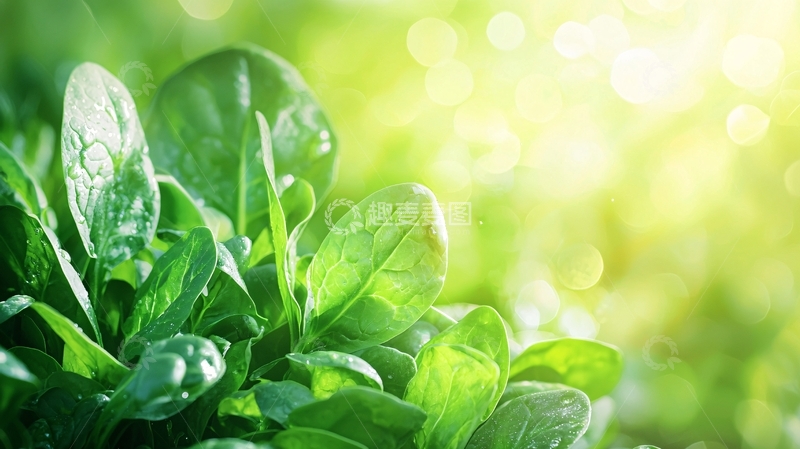 高清大图下载【趣麦麦图】绿叶植物特写