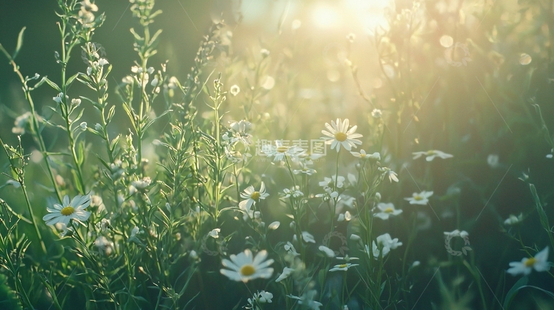 高清大图下载【趣麦麦图】阳光洒在野花田里