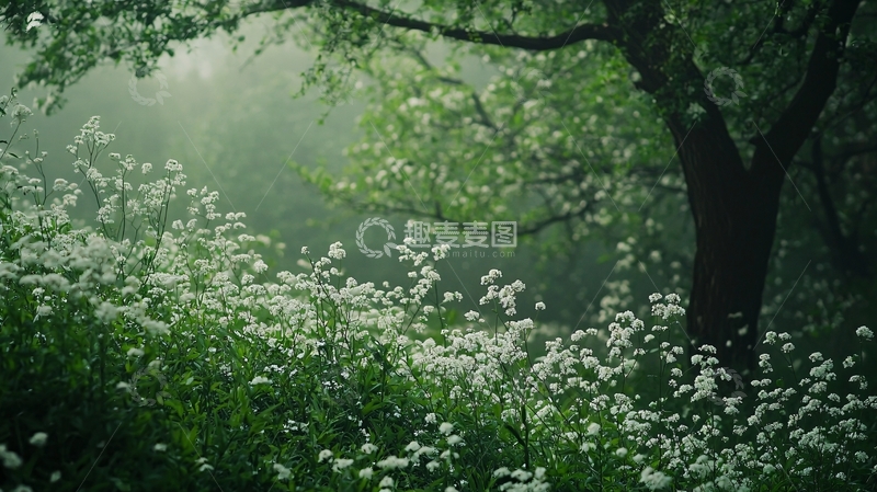 高清大图下载【趣麦麦图】雾气朦胧的绿意森林