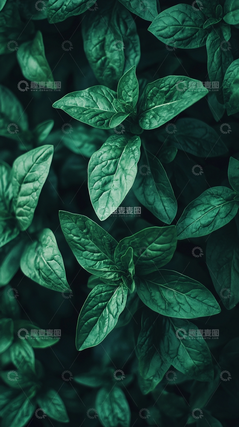 高清大图下载【趣麦麦图】深绿色植物叶子特写