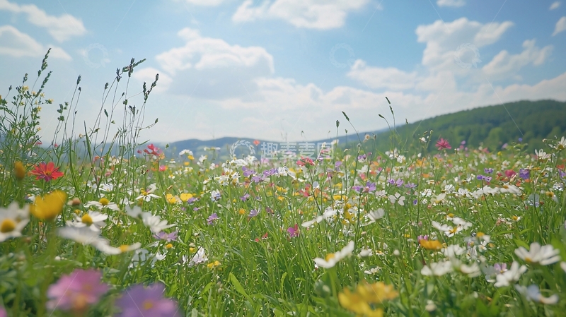 高清大图下载【趣麦麦图】阳光下盛开的野花田