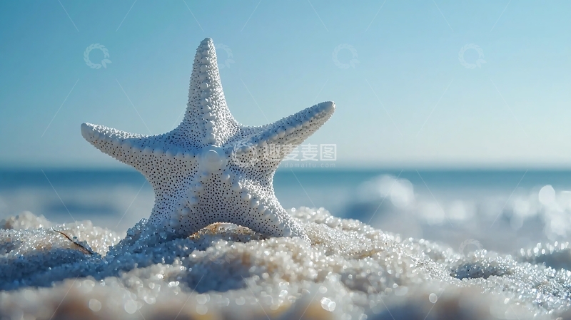 高清大图下载【趣麦麦图】沙滩上的白色海星