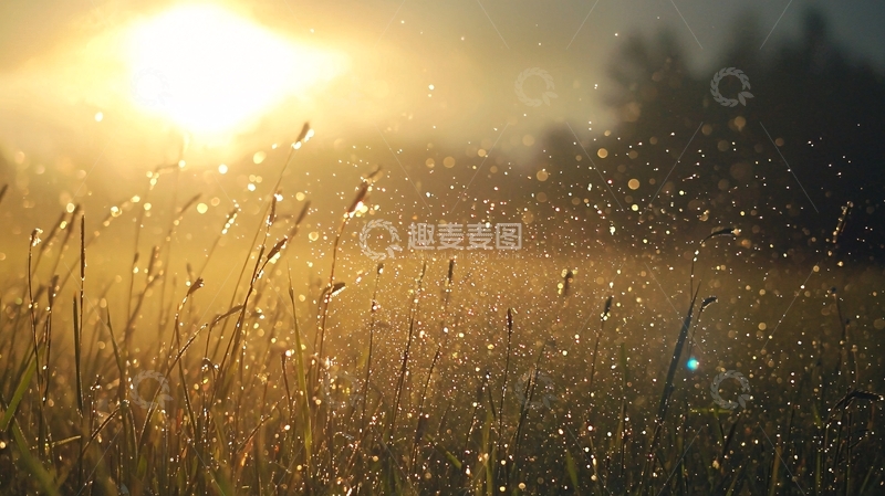 高清大图下载【趣麦麦图】清晨阳光洒在草地上