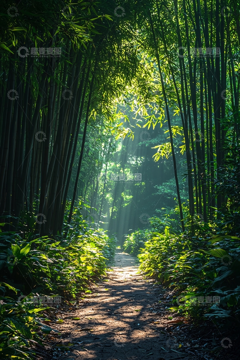 高清大图下载【趣麦麦图】竹林小径阳光穿透