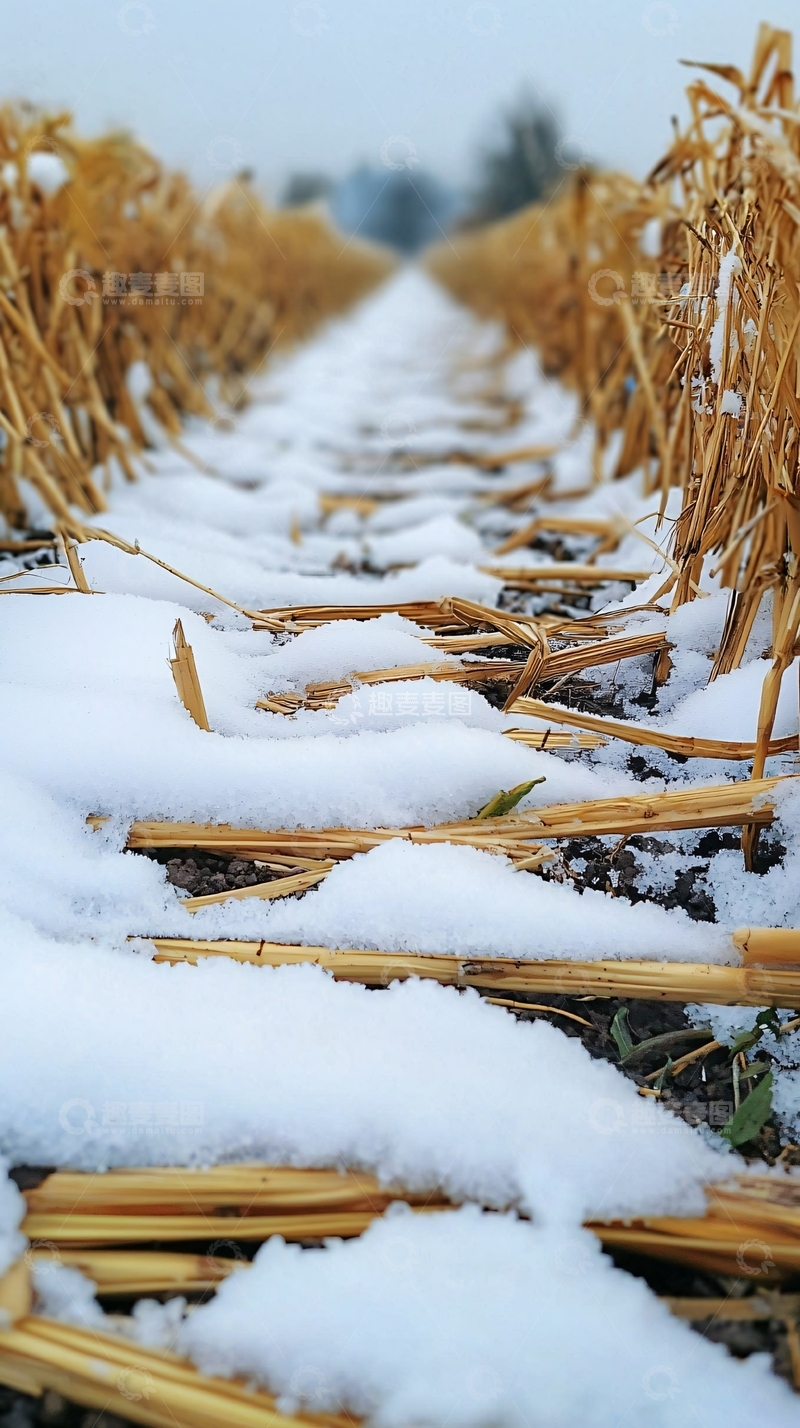 高清大图下载【趣麦麦图】麦田小路覆雪